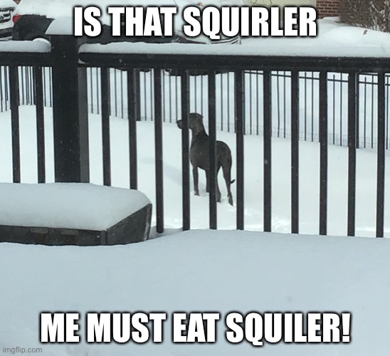 Dog gives squriler death glare | IS THAT SQUIRLER; ME MUST EAT SQUILER! | image tagged in puppy | made w/ Imgflip meme maker