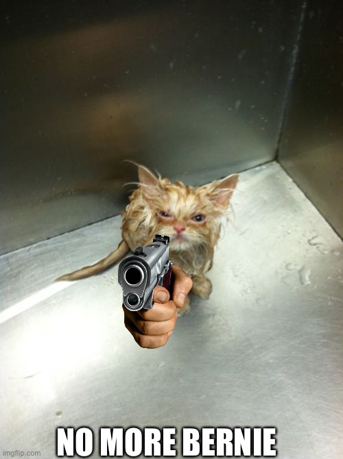 Kill You Cat Meme | NO MORE BERNIE | image tagged in memes,kill you cat | made w/ Imgflip meme maker