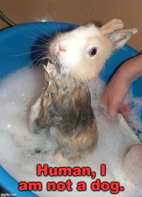 Human, I am not a dog. | image tagged in bunnies | made w/ Imgflip meme maker