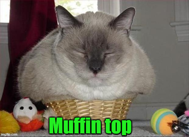 Muffin top | image tagged in cats | made w/ Imgflip meme maker
