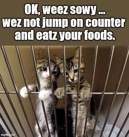 OK, weez sowy ... wez not jump on counter 
and eatz your foods. | image tagged in cats | made w/ Imgflip meme maker