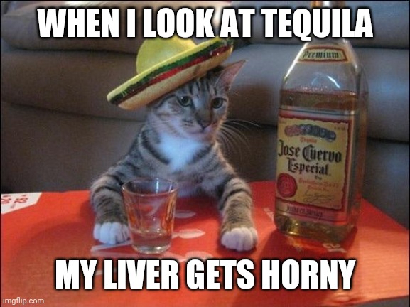 When I look at tequila, my liver gets horny | WHEN I LOOK AT TEQUILA; MY LIVER GETS HORNY | image tagged in tequila cat,tequila,liver,horny | made w/ Imgflip meme maker
