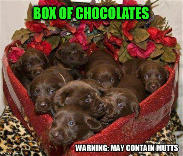 BOX OF CHOCOLATES | image tagged in dogs | made w/ Imgflip meme maker
