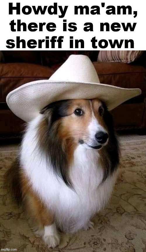 Howdy ma'am, there is a new sheriff in town | image tagged in dogs | made w/ Imgflip meme maker