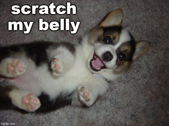 scratch my belly | image tagged in dogs | made w/ Imgflip meme maker