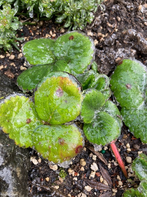 Strawberries in ice | image tagged in freezing cold,rain | made w/ Imgflip meme maker