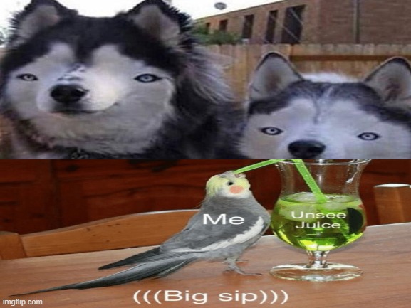 PLEASE SOTP | image tagged in unsee juice,derp dogs | made w/ Imgflip meme maker