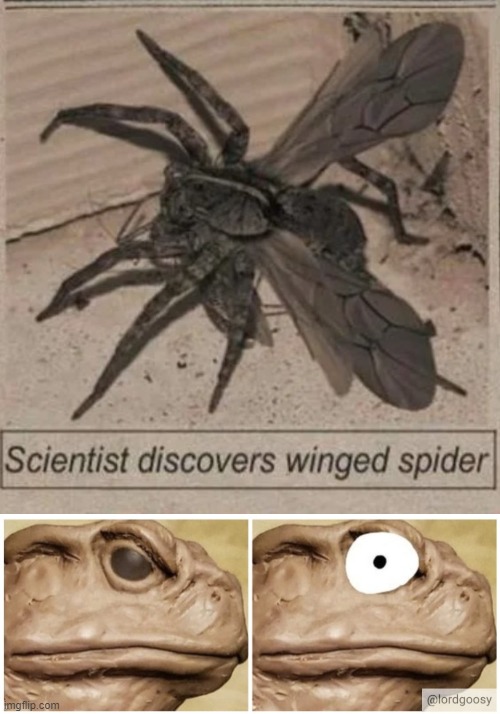 winged spider | image tagged in frog realisation | made w/ Imgflip meme maker