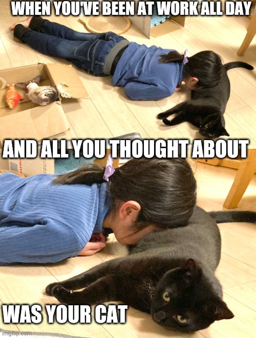 THE ONLY THING THAT KEEPS YOU GOING | WHEN YOU'VE BEEN AT WORK ALL DAY; AND ALL YOU THOUGHT ABOUT; WAS YOUR CAT | image tagged in cats,funny cats | made w/ Imgflip meme maker