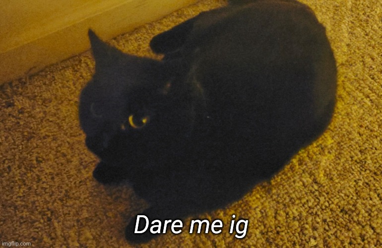 This is my cat | Dare me ig | made w/ Imgflip meme maker