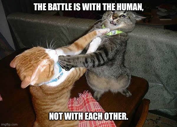Two cats fighting for real | THE BATTLE IS WITH THE HUMAN, NOT WITH EACH OTHER. | image tagged in two cats fighting for real | made w/ Imgflip meme maker