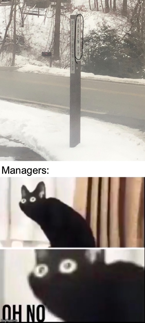 oh no | Managers: | image tagged in cats,memes,funny,oh no cat | made w/ Imgflip meme maker