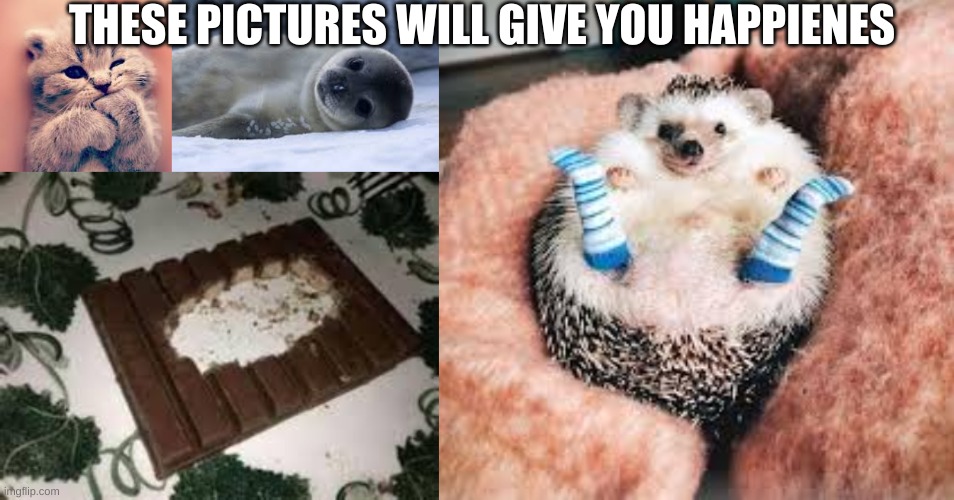 UvU | THESE PICTURES WILL GIVE YOU HAPPINESS | image tagged in cute,triggered | made w/ Imgflip meme maker