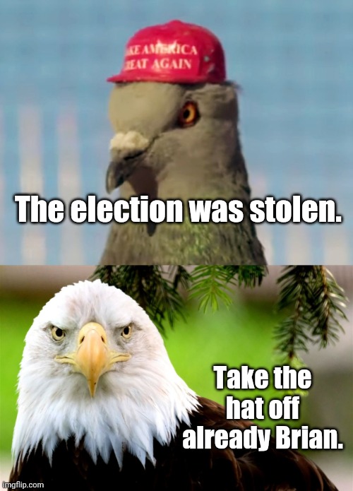 Bird stuff why not | The election was stolen. Take the hat off already Brian. | image tagged in eagle,triggered,maga | made w/ Imgflip meme maker