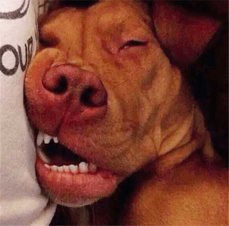 High Quality Sleeping Dog Blank Meme Template