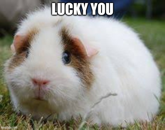 Sad guinea pig | LUCKY YOU | image tagged in sad guinea pig | made w/ Imgflip meme maker