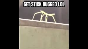 get stick bugged Blank Meme Template