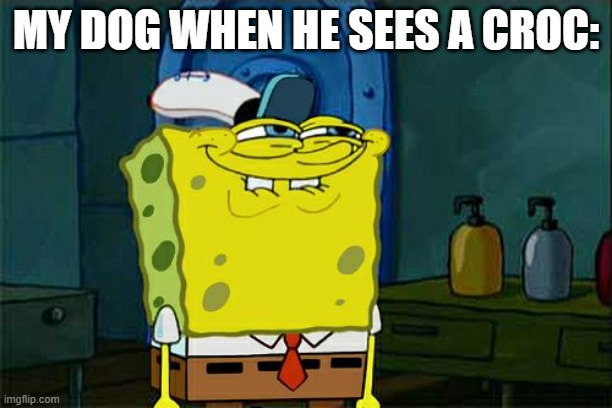 Don't You Squidward | MY DOG WHEN HE SEES A CROC: | image tagged in memes,don't you squidward | made w/ Imgflip meme maker