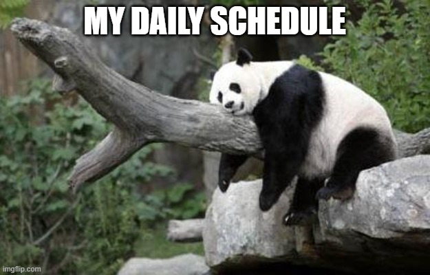 lazy panda | MY DAILY SCHEDULE | image tagged in lazy panda | made w/ Imgflip meme maker