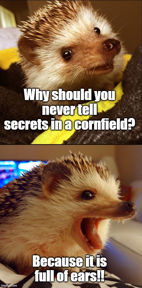 Corny Joke Hedgehog | Why should you never tell secrets in a cornfield? Because it is full of ears!! | image tagged in corny joke hedgehog | made w/ Imgflip meme maker