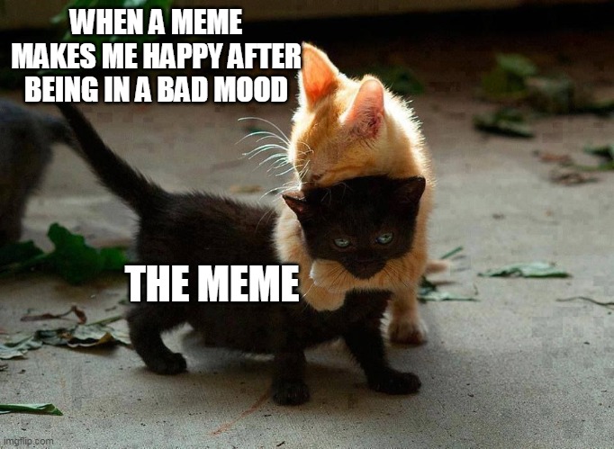 this meme made me laugh moment | WHEN A MEME MAKES ME HAPPY AFTER BEING IN A BAD MOOD; THE MEME | image tagged in kitten hug,love,happy,cats,mood | made w/ Imgflip meme maker