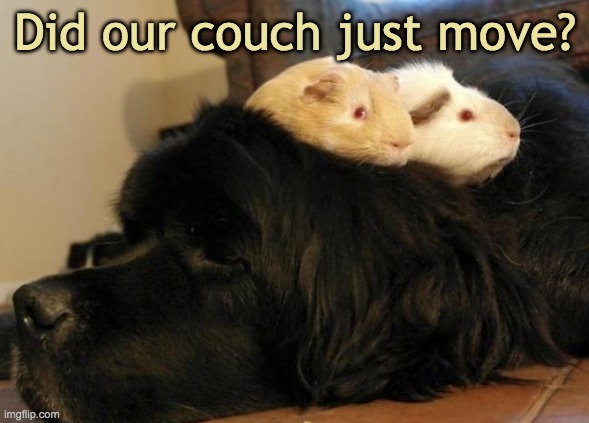 Just when you find a cozy spot to nap | Did our couch just move? | image tagged in cute,guinea pig,dog | made w/ Imgflip meme maker
