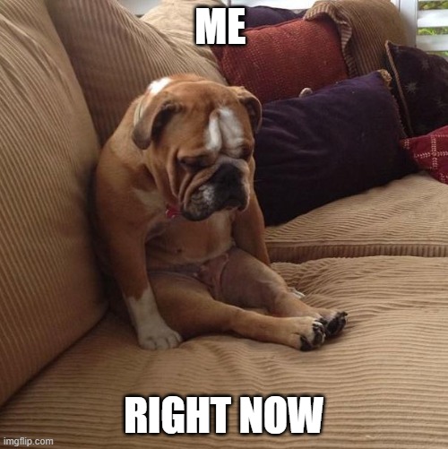 i feel like s*** | ME; RIGHT NOW | image tagged in bulldogsad | made w/ Imgflip meme maker