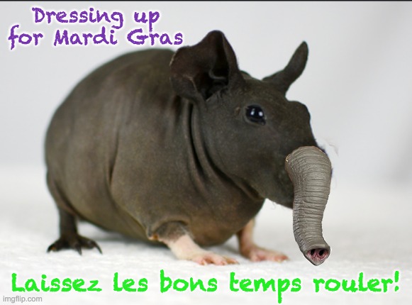 Let the good times roll! | Dressing up for Mardi Gras; Laissez les bons temps rouler! | image tagged in guinea pig,elephant,costume,cute,mardi gras | made w/ Imgflip meme maker
