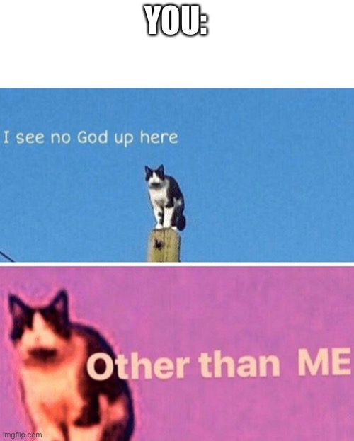 Hail pole cat | YOU: | image tagged in hail pole cat | made w/ Imgflip meme maker