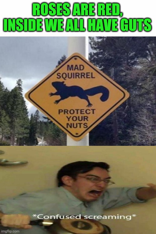 Mad squirrel | ROSES ARE RED, INSIDE WE ALL HAVE GUTS | image tagged in funny,memes,confused screaming | made w/ Imgflip meme maker