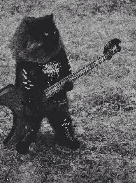 Black Metal Cat Blank Meme Template