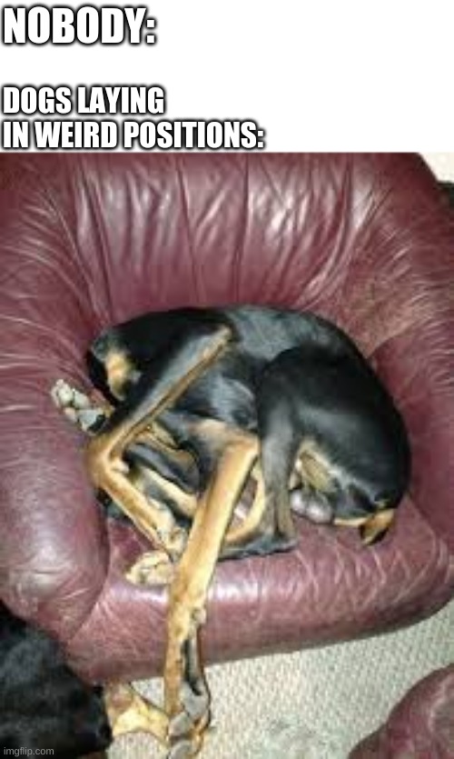How TF are you comfortable? | NOBODY:; DOGS LAYING IN WEIRD POSITIONS: | image tagged in memes,dogs | made w/ Imgflip meme maker