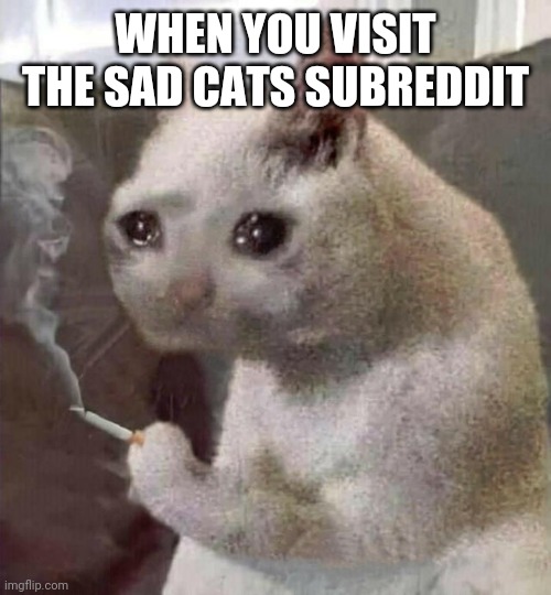 [Sad mew] | WHEN YOU VISIT THE SAD CATS SUBREDDIT | image tagged in sad cat,mew,depression,unfair,why,catto | made w/ Imgflip meme maker
