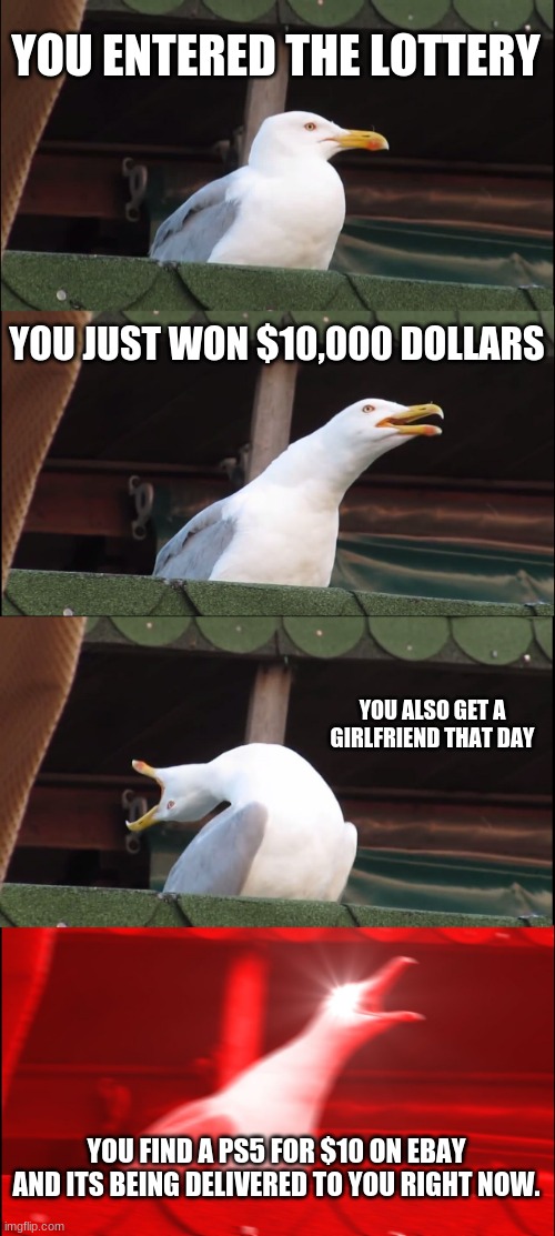 Inhaling Seagull | YOU ENTERED THE LOTTERY; YOU JUST WON $10,000 DOLLARS; YOU ALSO GET A GIRLFRIEND THAT DAY; YOU FIND A PS5 FOR $10 ON EBAY AND ITS BEING DELIVERED TO YOU RIGHT NOW. | image tagged in memes,inhaling seagull | made w/ Imgflip meme maker