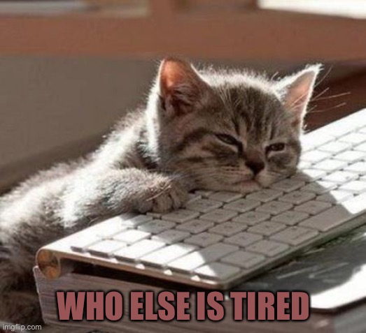 Me | WHO ELSE IS TIRED | image tagged in tired cat | made w/ Imgflip meme maker
