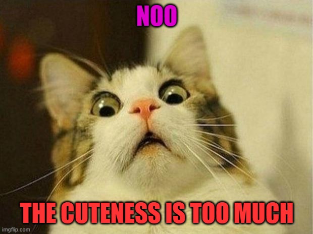 NOO THE CUTENESS IS TOO MUCH | image tagged in memes,scared cat | made w/ Imgflip meme maker