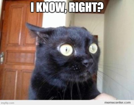 Scared Cat | I KNOW, RIGHT? | image tagged in scared cat | made w/ Imgflip meme maker