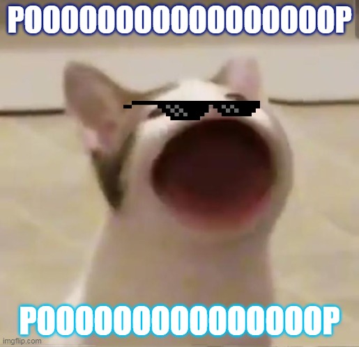 pooooooooooooop cat | POOOOOOOOOOOOOOOOOP; POOOOOOOOOOOOOOOP | image tagged in pop cat | made w/ Imgflip meme maker