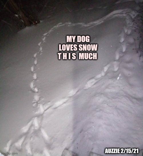 Goofy Dog | MY DOG LOVES SNOW T H I S  MUCH; AUZZIE 2/15/21 | image tagged in memes,funny dogs,i love dogs,my dog is goofy,silly dog,i love my dog | made w/ Imgflip meme maker