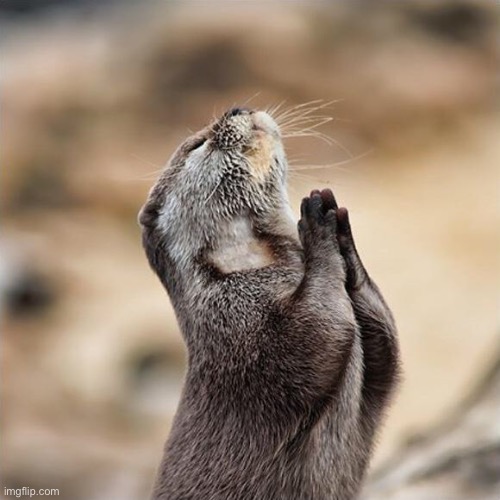 Praying Otter | image tagged in praying otter | made w/ Imgflip meme maker