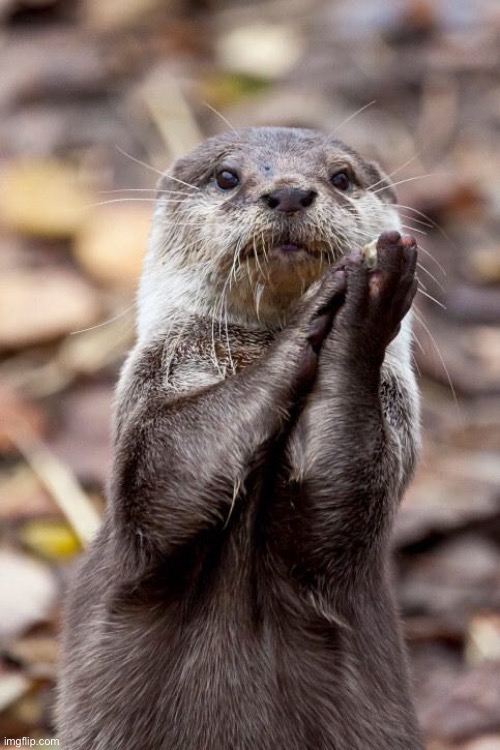 Slow-Clap Otter | image tagged in slow-clap otter | made w/ Imgflip meme maker