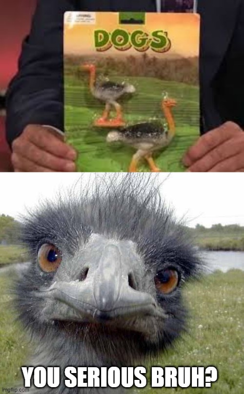 Them Some Strange Dogs | YOU SERIOUS BRUH? | image tagged in cold stare of ostrich | made w/ Imgflip meme maker