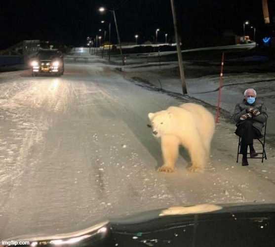 Polar Bear | image tagged in bernie sitting | made w/ Imgflip meme maker
