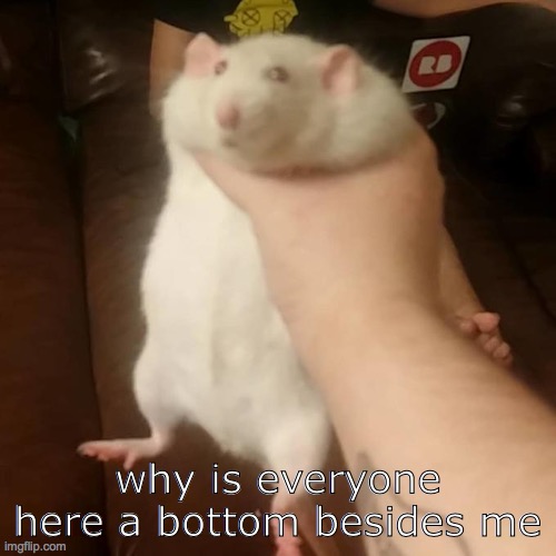 out of the girls and non binaries that is | why is everyone here a bottom besides me | image tagged in rat squish | made w/ Imgflip meme maker