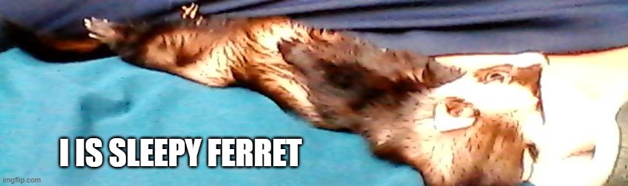 I IS SLEEPY FERRET | made w/ Imgflip meme maker