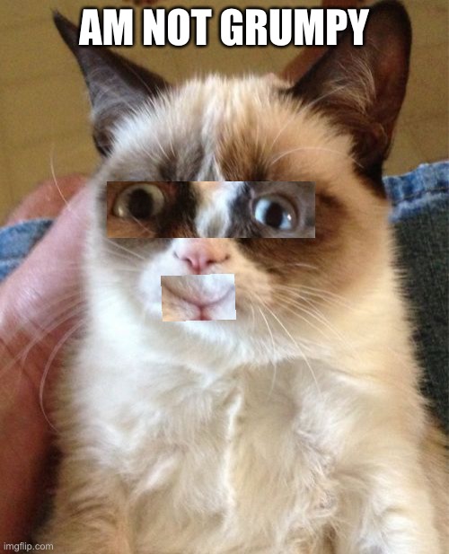 Am not grumpy |  AM NOT GRUMPY | image tagged in memes,grumpy cat | made w/ Imgflip meme maker