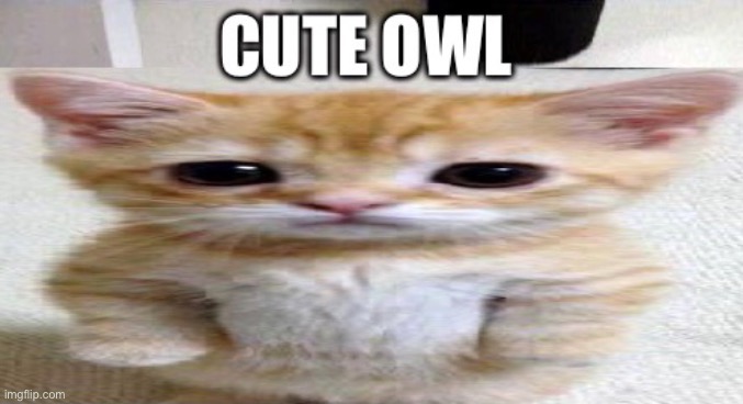 Cute owl | image tagged in owl | made w/ Imgflip meme maker