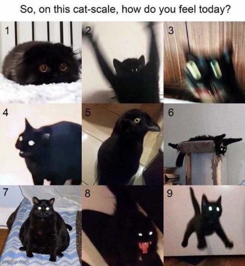 Comment ur number | image tagged in cats,cat | made w/ Imgflip meme maker