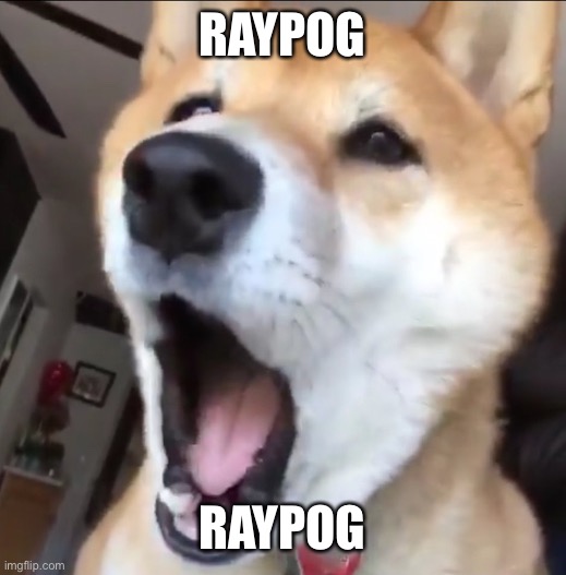 Raydoggers | RAYPOG; RAYPOG | image tagged in raydog,memes,funny,pog,poggers,imgflip users | made w/ Imgflip meme maker