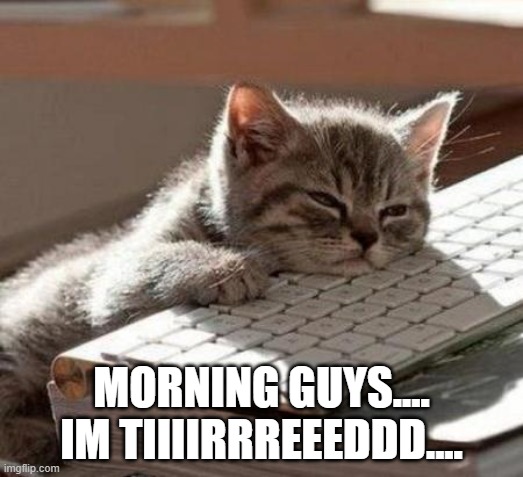tired cat | MORNING GUYS.... IM TIIIIRRREEEDDD.... | image tagged in tired cat | made w/ Imgflip meme maker